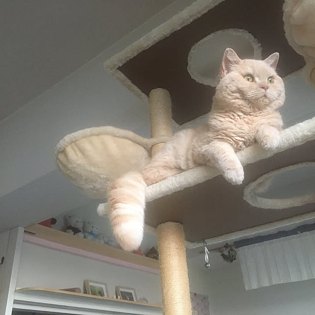 naokoさんの実例写真
