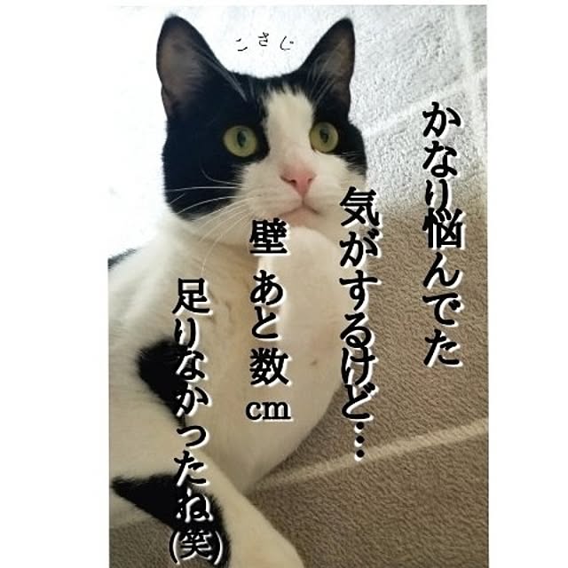 kankanmom_horn_5catsさんの実例写真