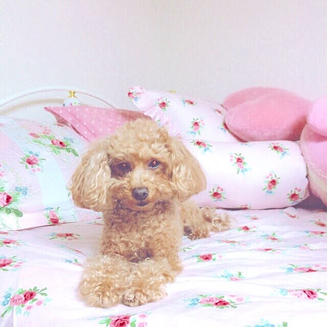 Momoさんの実例写真