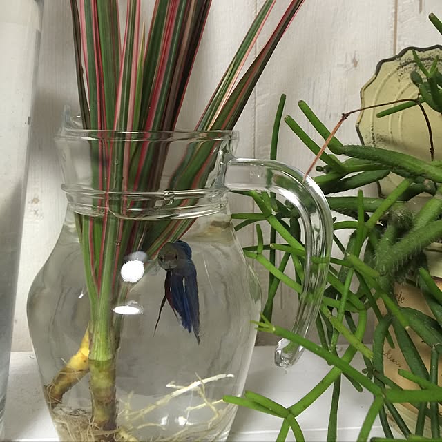 RURULOVEさんの実例写真
