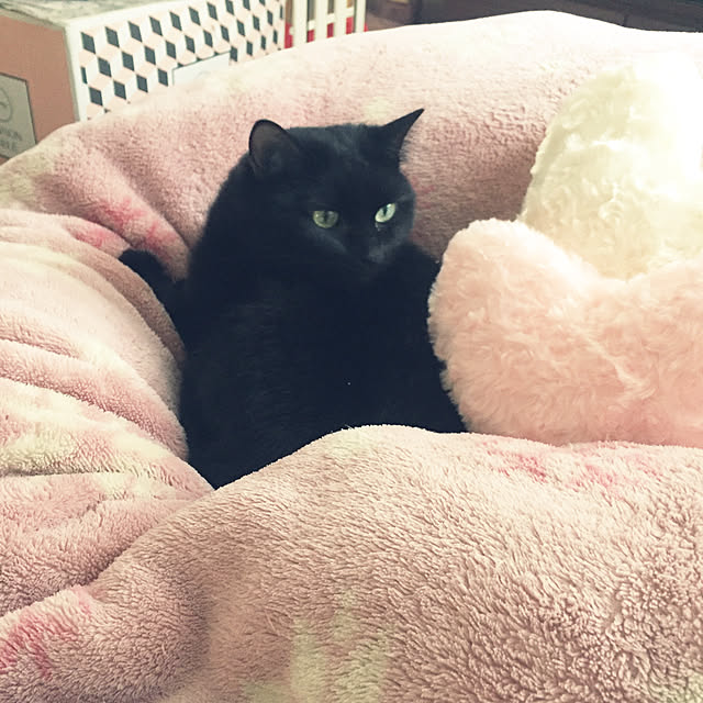 soraさんの実例写真