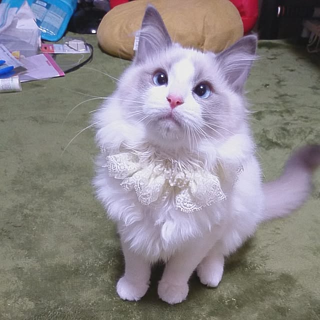 harusamensoupさんの実例写真