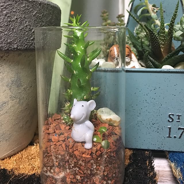 tetra163さんの実例写真