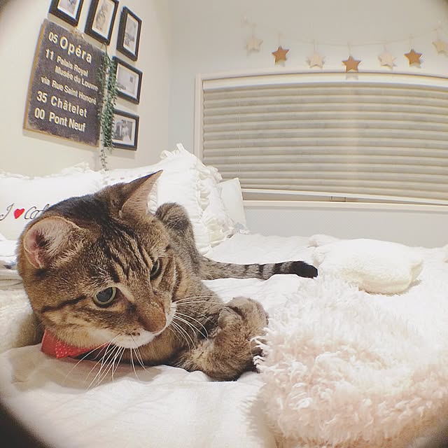 lovecatさんの実例写真