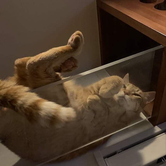 mikeume7さんの実例写真