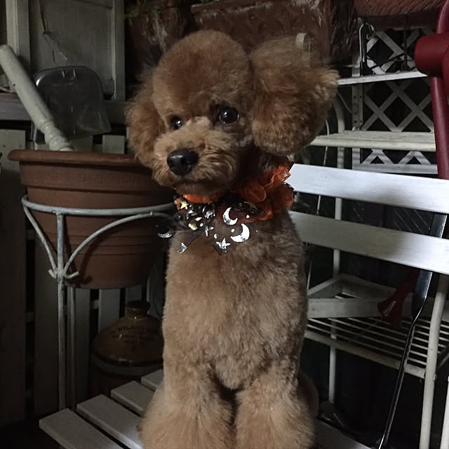 Naomiさんの実例写真