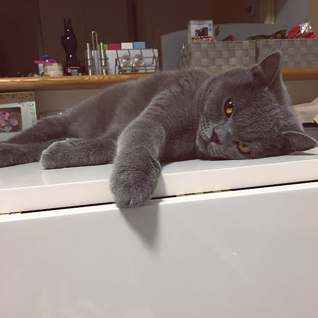 kittyさんの実例写真