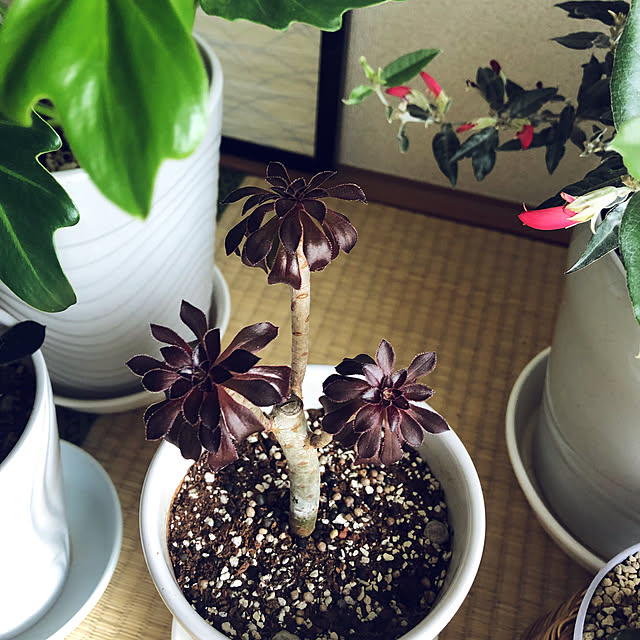 hanachanさんの部屋