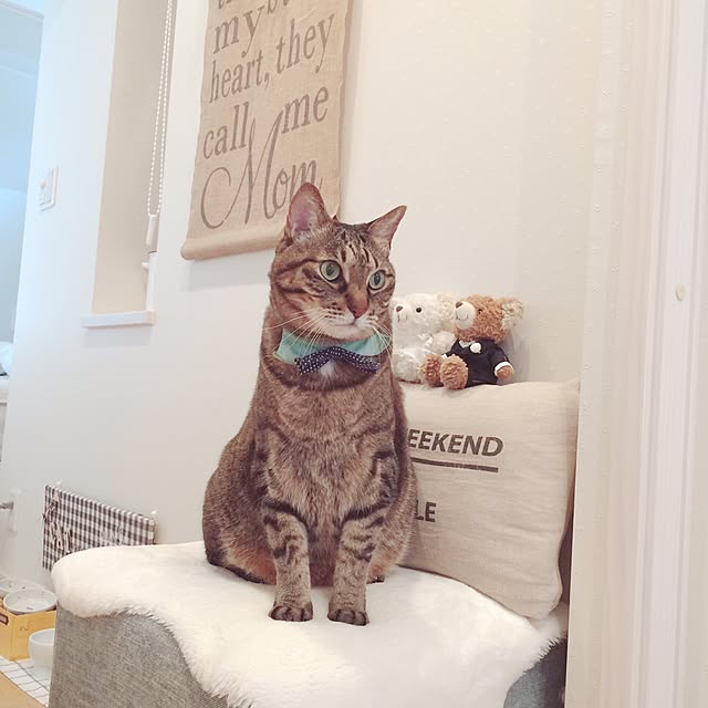 lovecatさんの実例写真