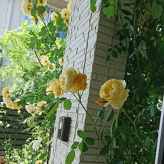 AZさんの実例写真