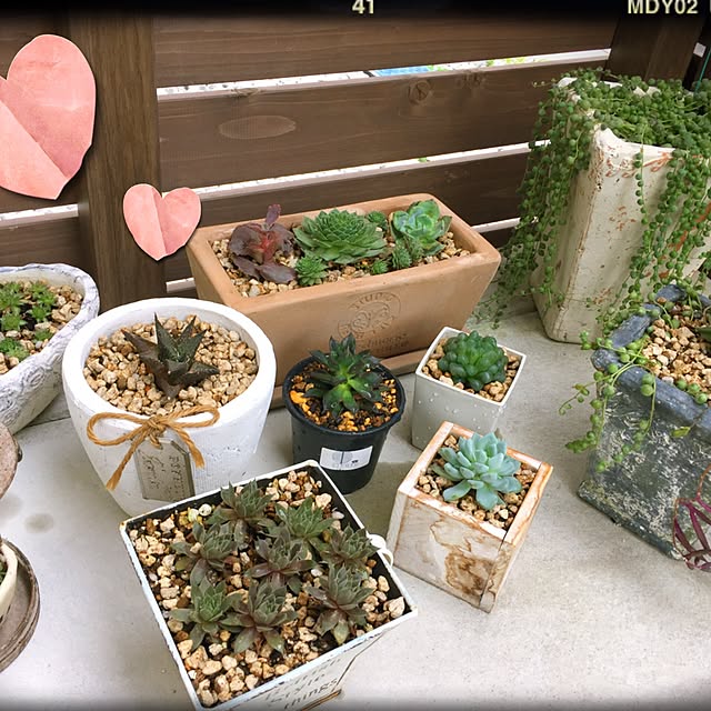 玄関/入り口/多肉植物のインテリア実例 - 2016-11-08 22:46:00