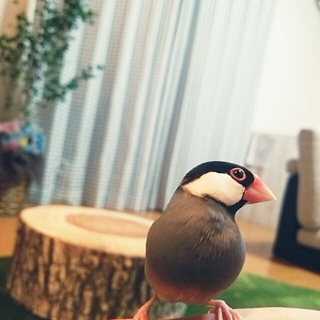miiさんの実例写真