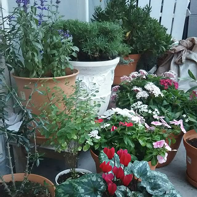 naopyiさんの実例写真