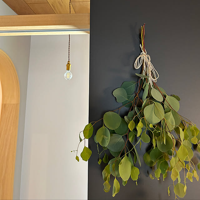 壁/天井/ユーカリポポラス/緑が好き/植物のある暮らし/ボーダーデザインアーキテクツさん設計...などのインテリア実例 - 2024-06-29 20:01:13