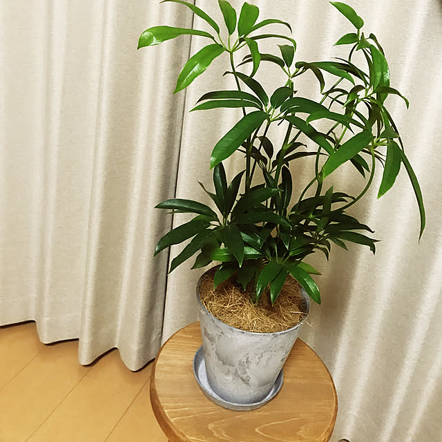 mihoさんの実例写真