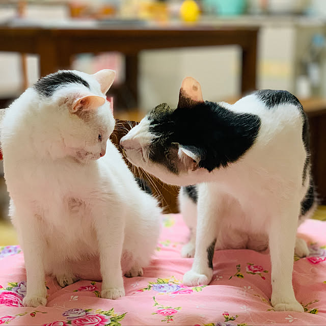 pcu110さんの実例写真