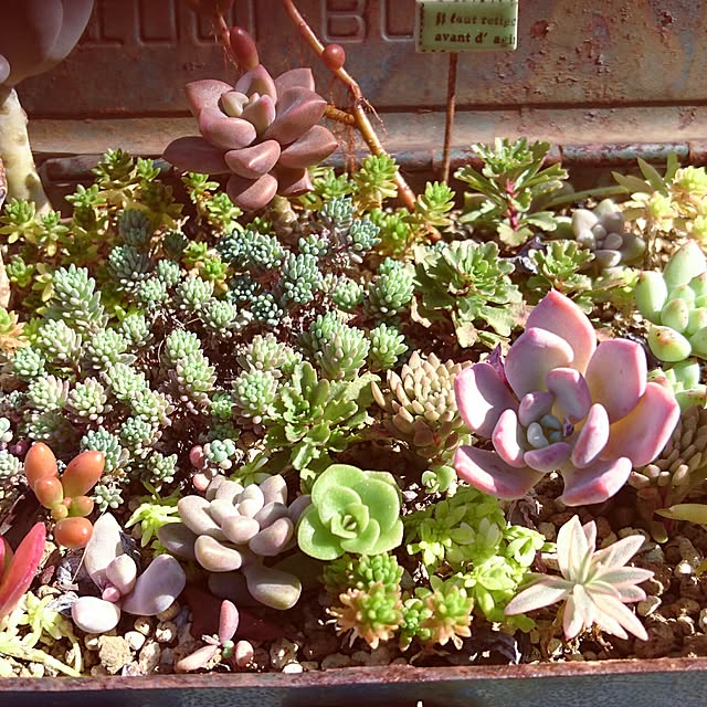 玄関/入り口/インスタグラム harumin0702/NO GREEN NO LIFE/多肉植物/多肉中毒...などのインテリア実例 - 2016-11-19 08:48:12