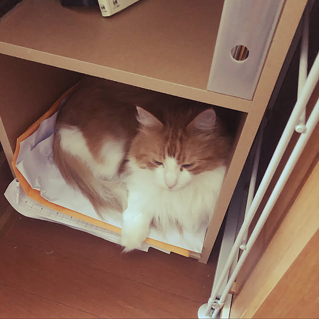 uchidaizuさんの実例写真