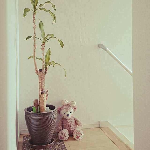 壁/天井/観葉植物のインテリア実例 - 2015-12-04 12:46:48