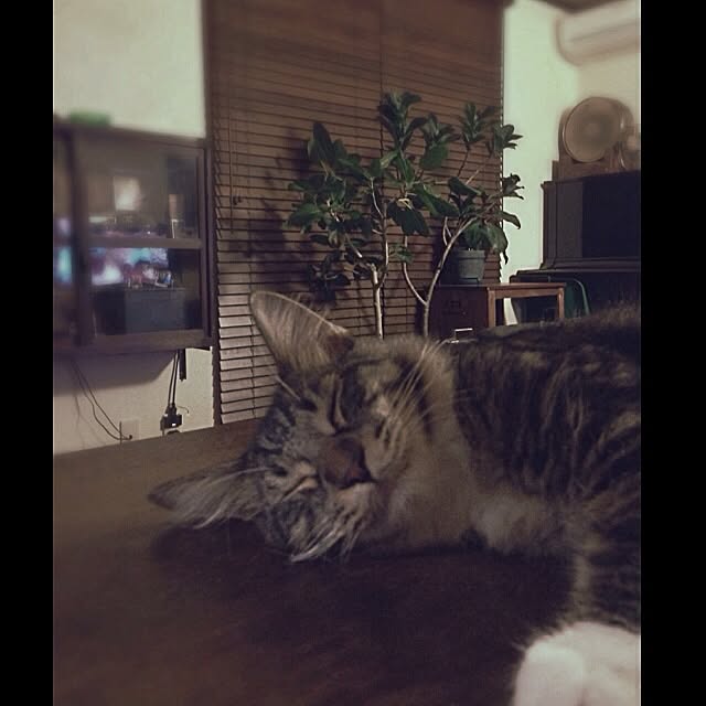 jnkaiさんの実例写真