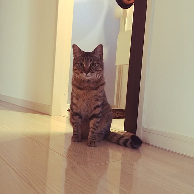 ayapiiiiceさんの実例写真