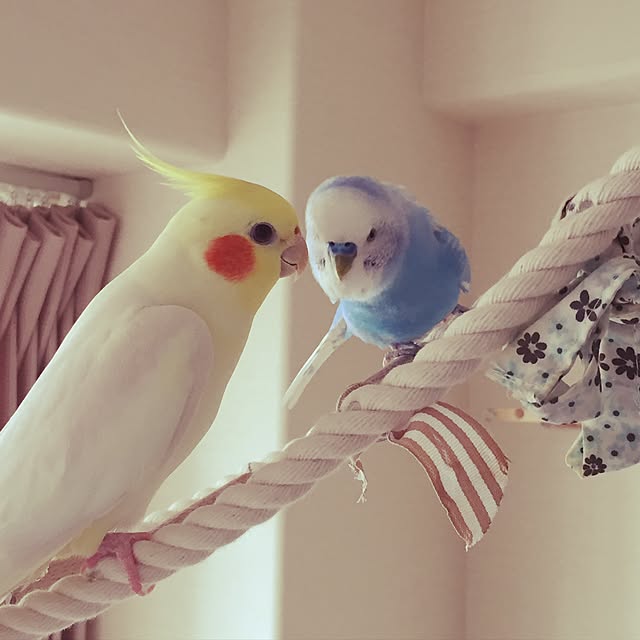 toratanさんの実例写真