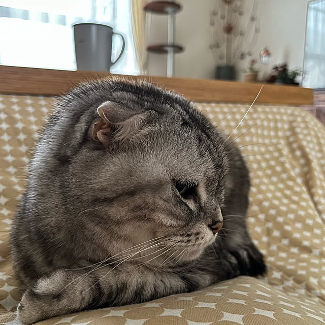 kuuさんの実例写真