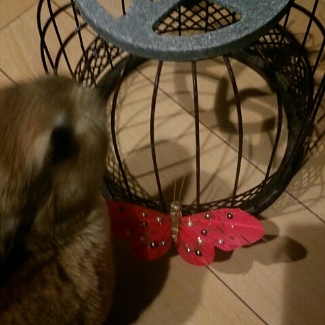 acaさんの実例写真