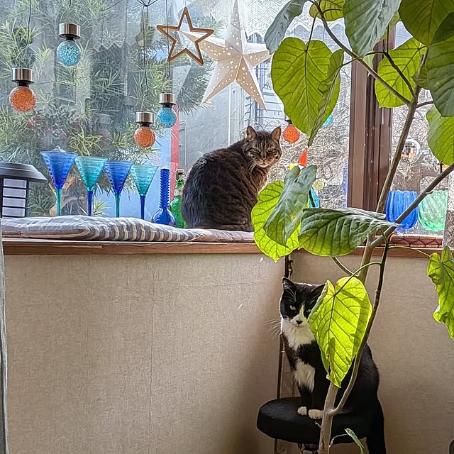 Mayumi8888さんの実例写真