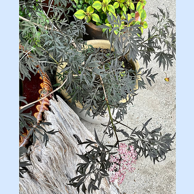 cotaさんの部屋