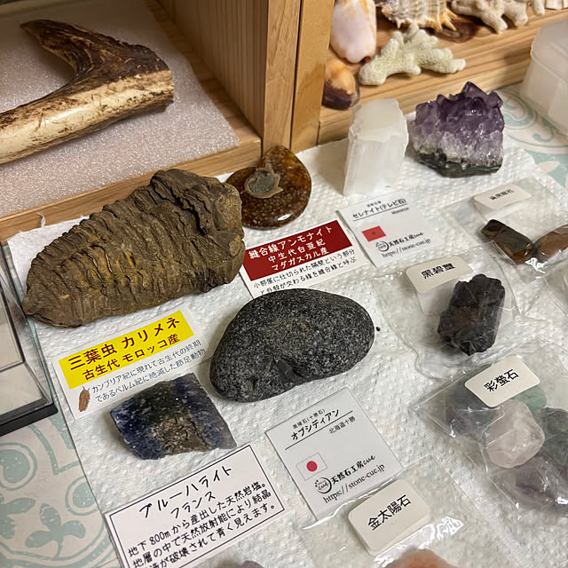 cottoncottonさんの部屋