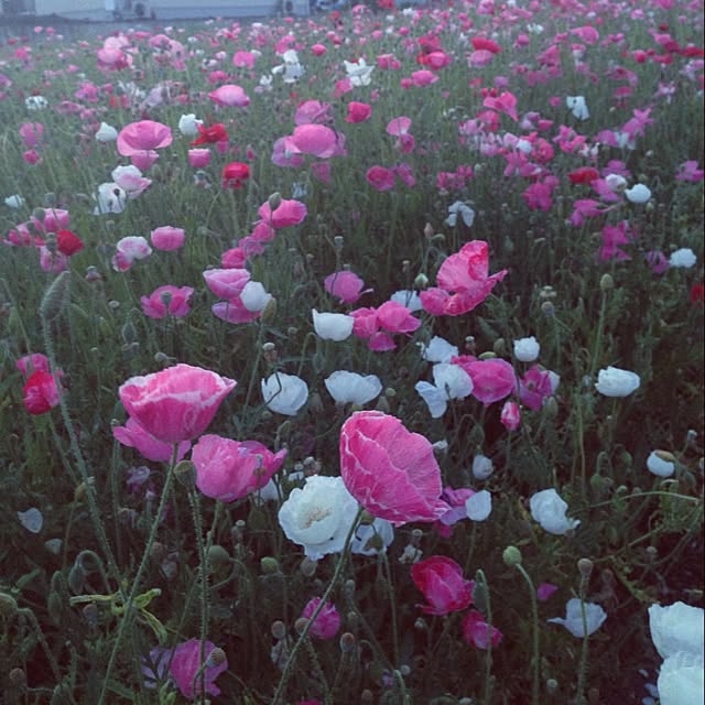Naokoさんの実例写真