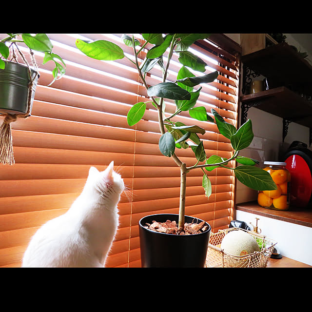 catsmamさんの実例写真