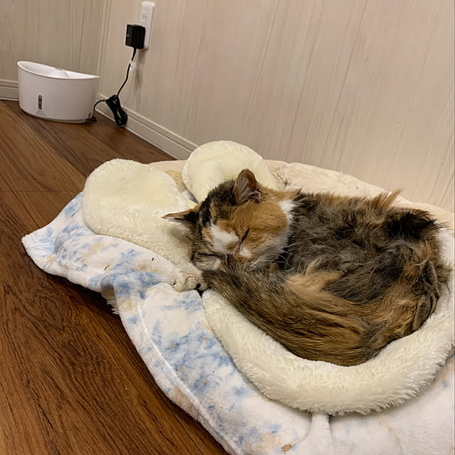 mikeume7さんの実例写真