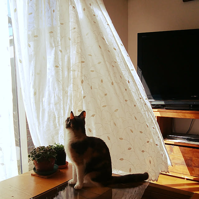 壁/天井/カーテン/猫と暮らす。/ねこのいる日常/さくらちゃん...などのインテリア実例 - 2019-03-03 11:22:12