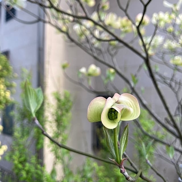 ハナミズキ 花水木のインテリア実例 | RoomClip(ルームクリップ) ハナミズキ 花水木のインテリア実例 | RoomClip(ルームクリップ)