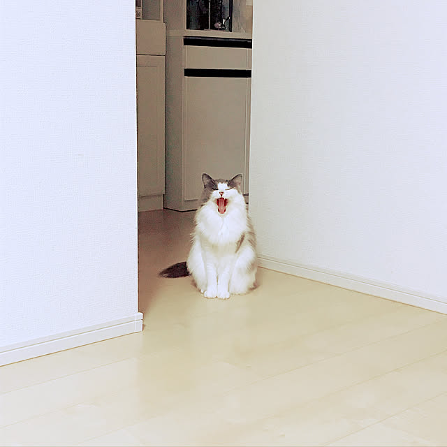 Amelieさんの実例写真