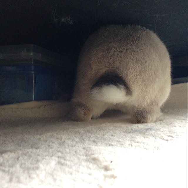 yokomokoさんの実例写真