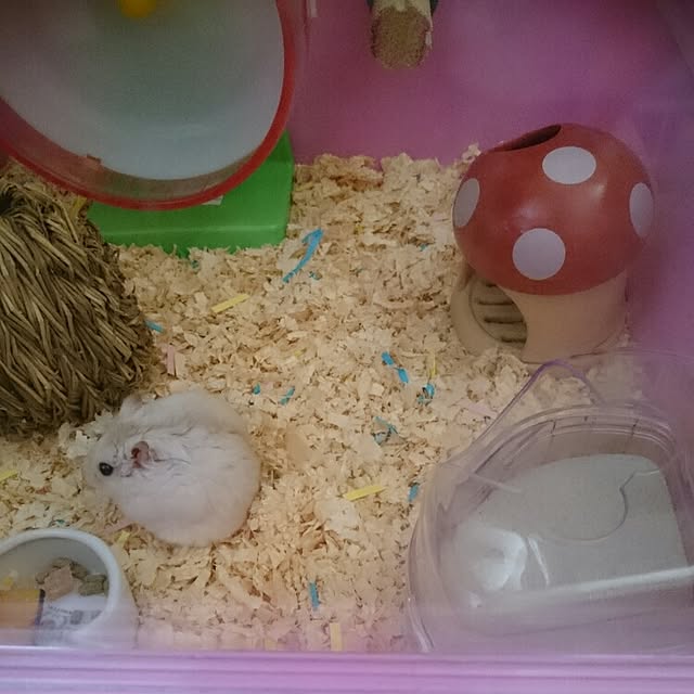 Makikoさんの実例写真