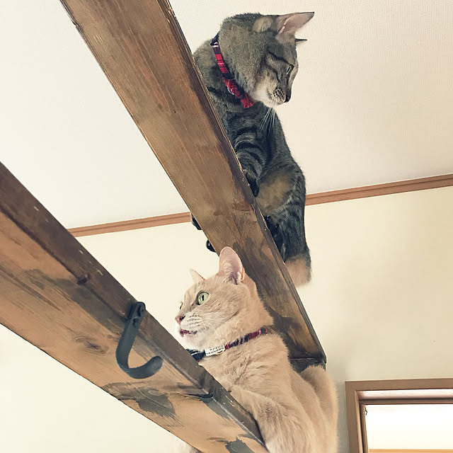 mikan161さんの実例写真