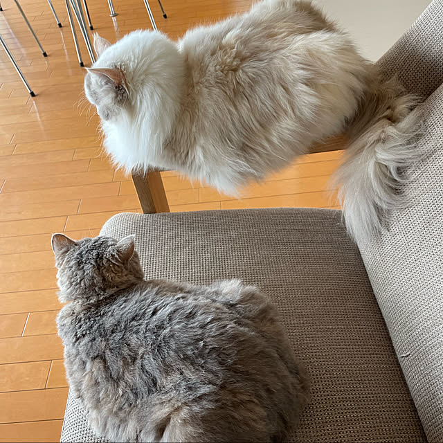 chomittさんの実例写真
