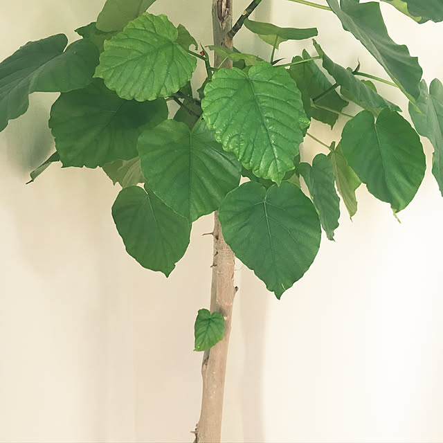 nanachanmamaさんの実例写真