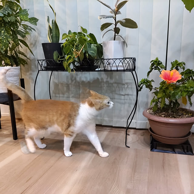 houenさんの部屋