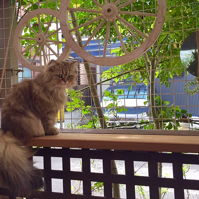 butachanさんの実例写真