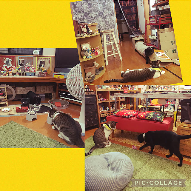 jijiさんの実例写真