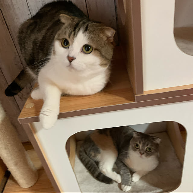 CATさんの実例写真