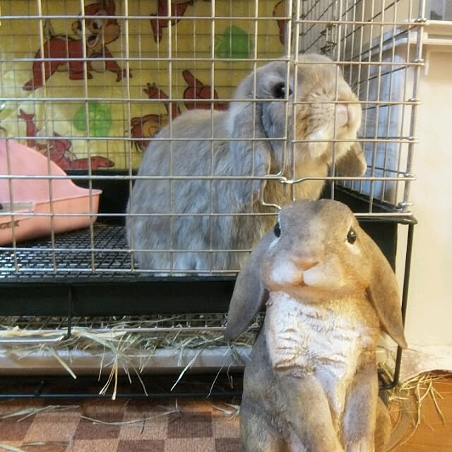 chipinoさんの実例写真