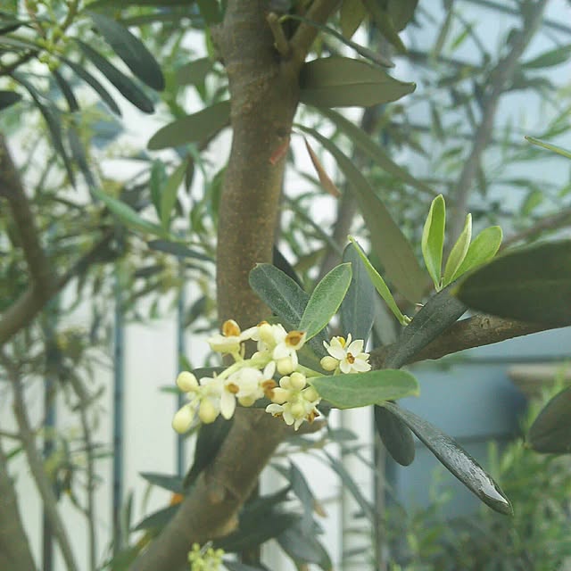 misora_caさんの実例写真