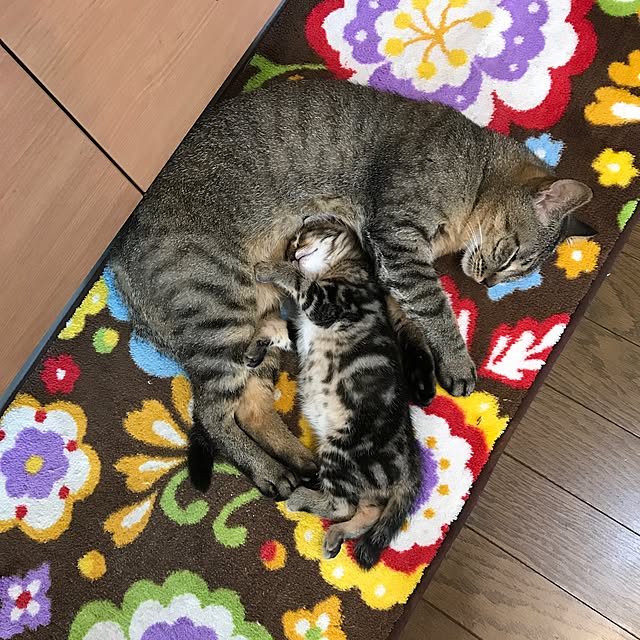 pepeさんの実例写真