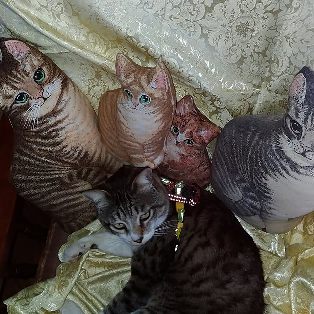 darkeyesさんの実例写真
